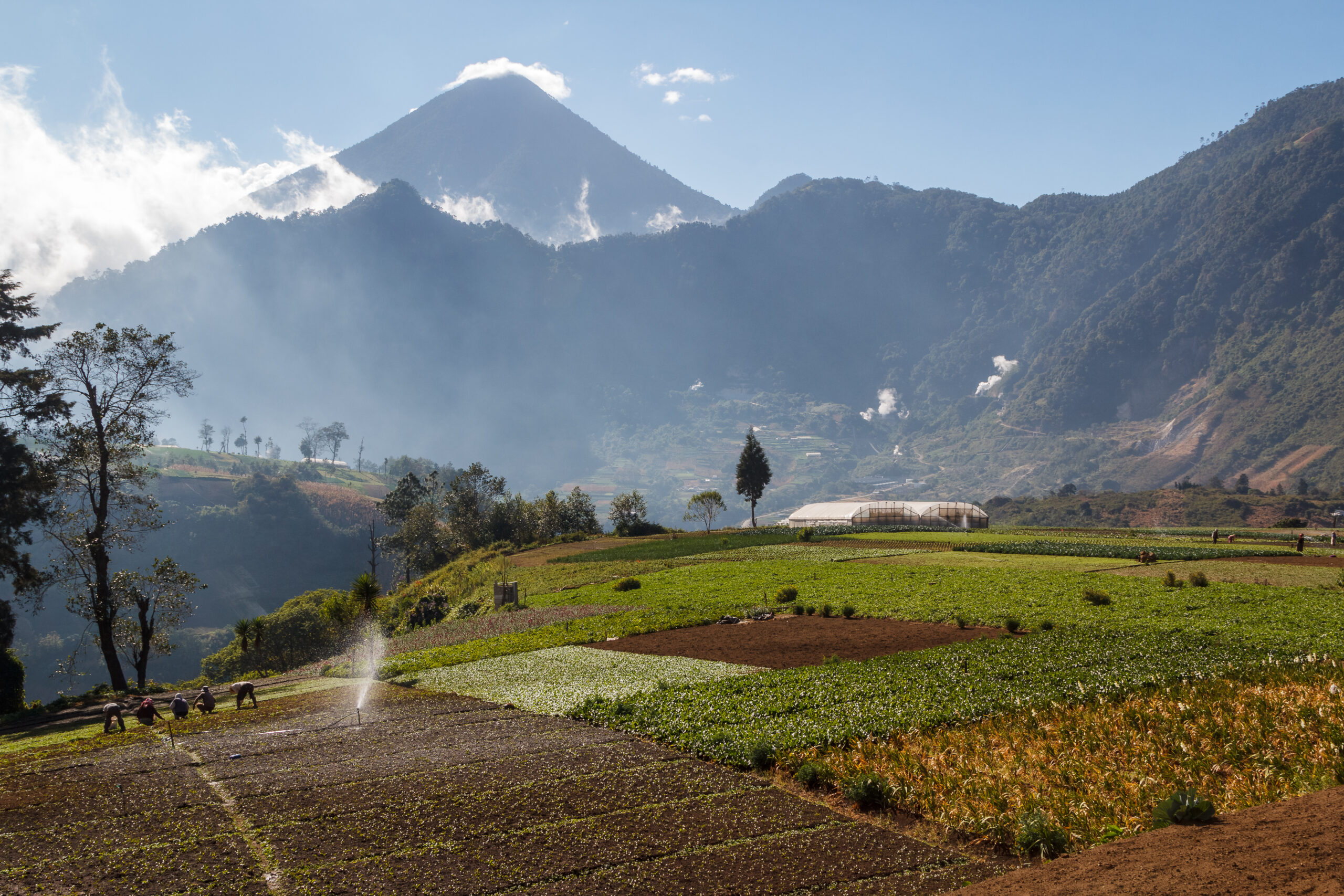 Accreditation supports organic production in Guatemala
